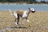 WHIPPET 013
